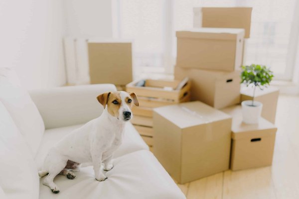 How to Choose the Right Therapeutic Bedding for a Dog with Arthritis?